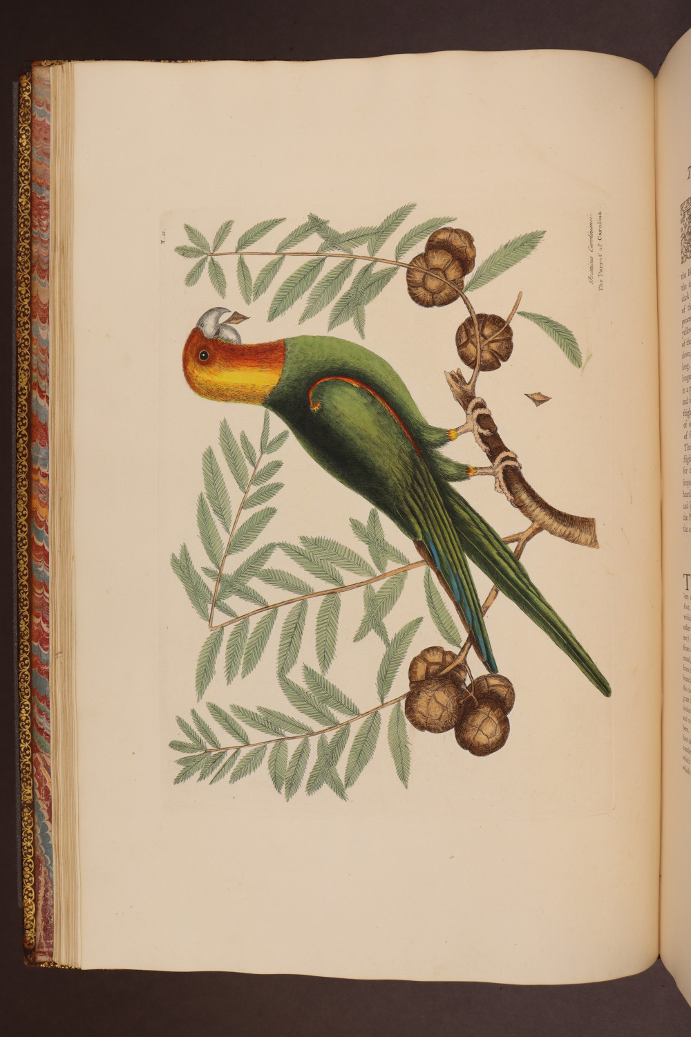 Plate 11